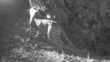 ՏԵՍԱՆՅՈՒԹ․ Նեո ընձառյուծը հայտնվել է «Խոսրովի անտառ» պետական արգելոցի ֆոտոթակարդներում