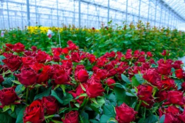 ՍԱՏՄ-ն՝ ծաղկի արտահանման խնդիրների մասին