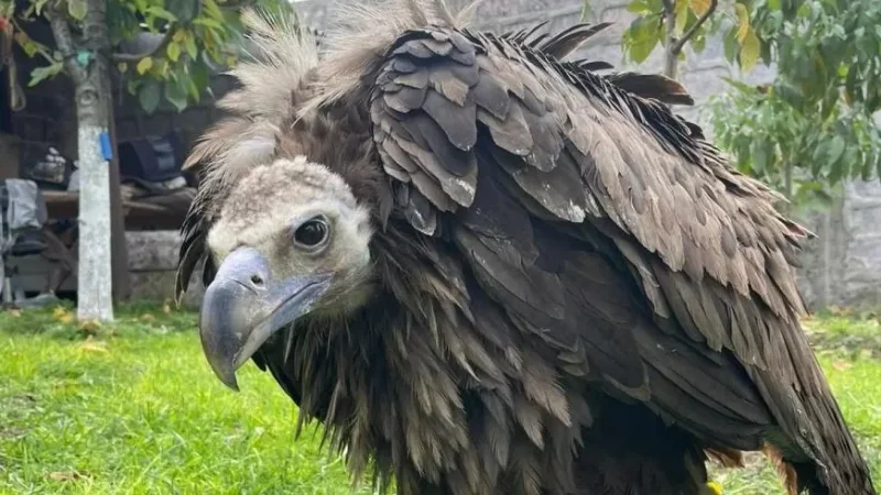 Հազվագյուտ սև անգղը տեղափոխվել է վերականգնողական կենտրոն