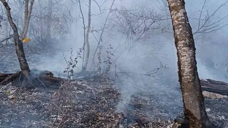 «Դիլիջան ազգային պարկ»-ում հրդեհը դեռ չի հաջողվել մարել. մանրամասներ