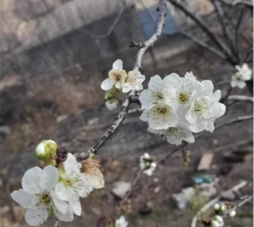 Սիսիանի Հացավան գյուղում ծառերը ծաղկել են