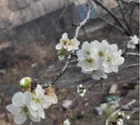 Սիսիանի Հացավան գյուղում ծառերը ծաղկել են