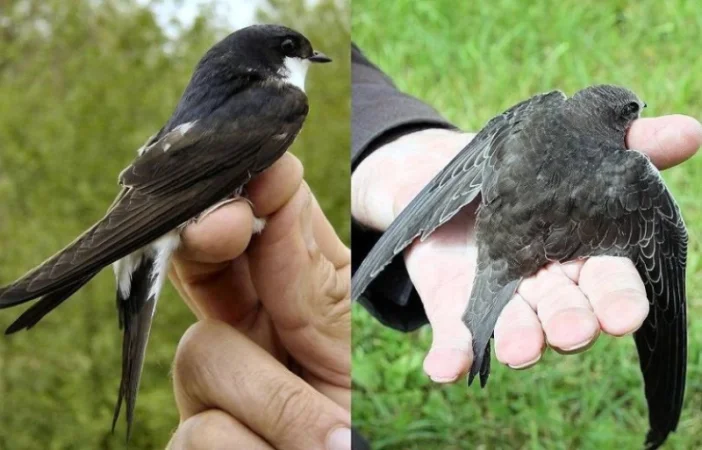 Խորհուրդներ բնից ընկած թռչուններին օգնություն ցույց տալու համար