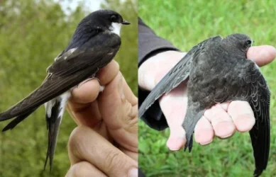 Խորհուրդներ բնից ընկած թռչուններին օգնություն ցույց տալու համար