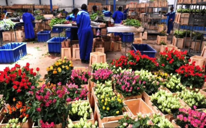 Ծաղիկ արտադրող ևս 5 ընկերության արտահանման թույլտվություն է տրվել. ՍԱՏՄ