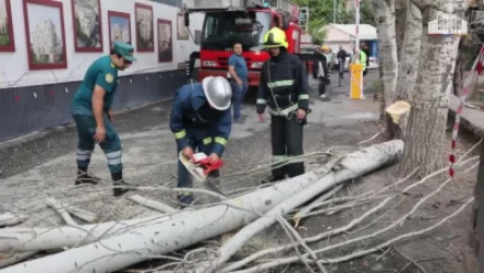 Տապալված ծառեր, վնասված տանիքներ․ ուժգին քամու հետևանքները