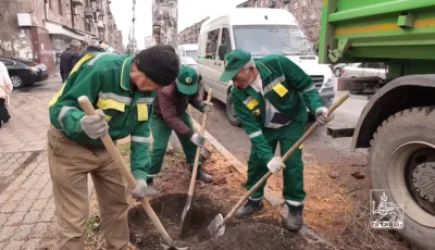 ՏԵՍԱՆՅՈՒԹ. Բագրատունյաց փողոցում մեկնարկել են կենսունակությունը կորցրած ծառերի փոխարինման աշխատանքները