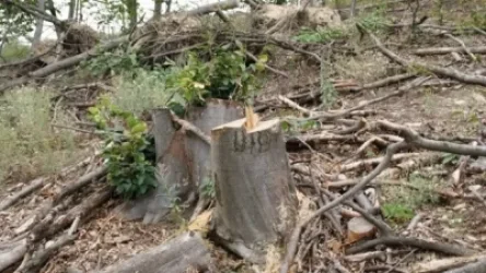 Լոռիում ապօրինի հատել են 131 ծառ՝ պատճառելով խոշոր չափի վնաս