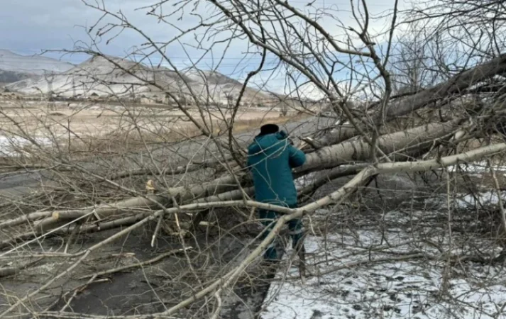 Սպիտակ-Վանաձոր ավտոճանապարհին ծառն ընկել է երկու ավտոմեքենայի վրա