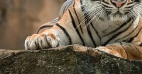 Պրիմորիեում վագրերը շարունակում են ահաբեկել տեղի բնակիչներին և կենդանիներին