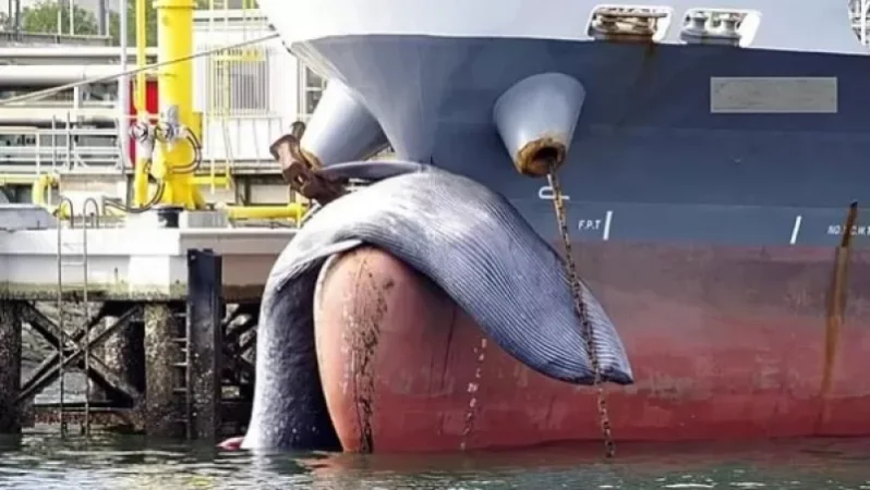 Ճապոնական նավը նավահանգստ է բերել «գամված» կետին