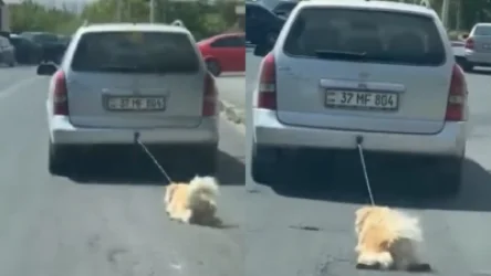 Վարորդը շանը կապել է մեքենայից ու քարշ տվել