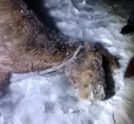 ՏԵՍԱՆՅՈՒԹ․ Ձիերն ընկել են գետն ու սառցակալել․ ՌԴ