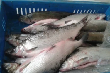 ՏԵՍԱՆՅՈՒԹ. Մինչև հունվարի 20-ն արգելվում է սիգի որսը. ՍԱՏՄ