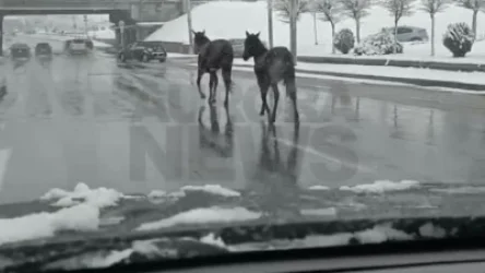 ՏԵՍԱՆՅՈՒԹ. Սեբաստիա փողոցի ճանապարհով ձիեր են վազում