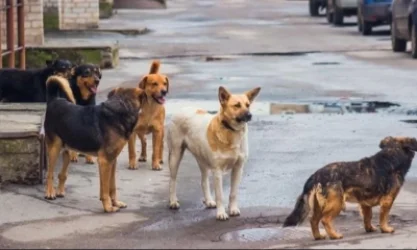 Որ մարզերից են գերակշռում թափառող շների մասին ահազանգերը