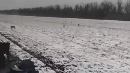 ՏԵՍԱՆՅՈՒԹ. Գայլերի ոհմակը շրջապատել է տրակտորը՝ թույլ չտալով վարորդին աշխատել. ՌԴ