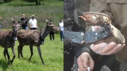 Եղջերուների վնասումը ենթադրում է օրենքով սահմանված պատասխանատվություն