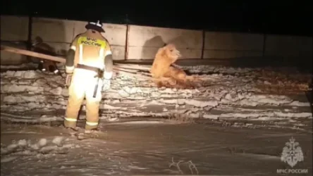 ՏԵՍԱՆՅՈՒԹ. Բայկոնուրում ուղտն ընկել է ջրհորը