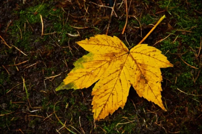 Հայտնի է նոյեմբերի 6-9-ի եղանակային կանխատեսումը Հայաստանում