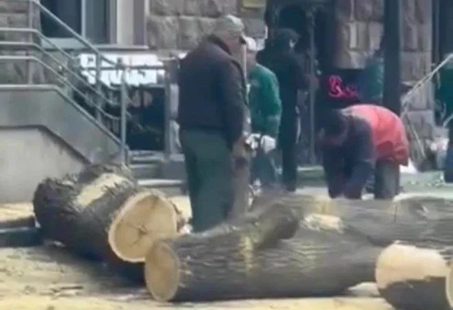 ԼՈՒՍԱՆԿԱՐՆԵՐ.  Հատում են Ամիրյան փողոցի մի ամբողջ մայթի միակ ծառը. Էդուարդ Հայրումյան