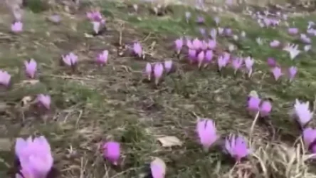 ՏԵՍԱՆՅՈՒԹ. Սուրենյանը ծաղկած ձնծաղիկների տեսանյութ է հրապարակել