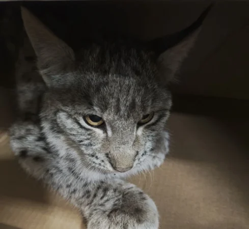 Շիրակի մարզում հայտնաբերված լուսանը անկել է