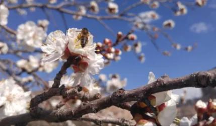 Ծիրանենու ծաղկումն Արարատում և Վայոց ձորի նախալեռնային շրջաններում սպասվում է մարտի 16-18-ը