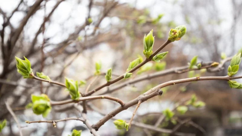 Ինչ եղանակ սպասել առաջիկա օրերին