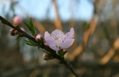 Օդի ջերմաստիճանը կտաքանա. հայտնի է` որքանով