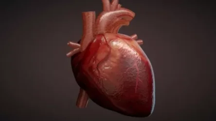 Հետաքրքիր և ապշեցնող փաստեր մարդու սրտի մասին