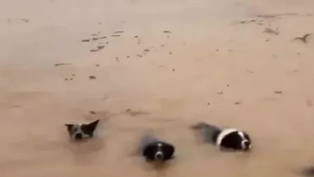 ՏԵՍԱՆՅՈՒԹ. Ջրհեղեղի պատճառով 10 հազար մարդ անօթևան է մնացել. կան զոհեր և անհետ կորածներ. Բրազիլիա