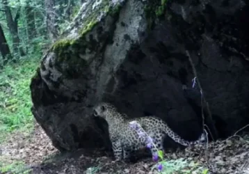 ՏԵՍԱՆՅՈՒԹ․ Քանի ընձառյուծ կա Հայաստանում