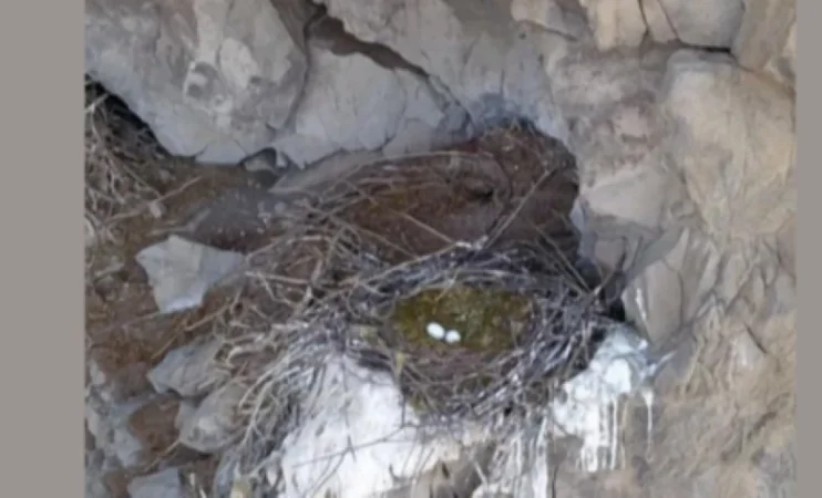 Առաջին անգամ Լոռու մարզում սև արագիլի բույն է հայտնաբերվել