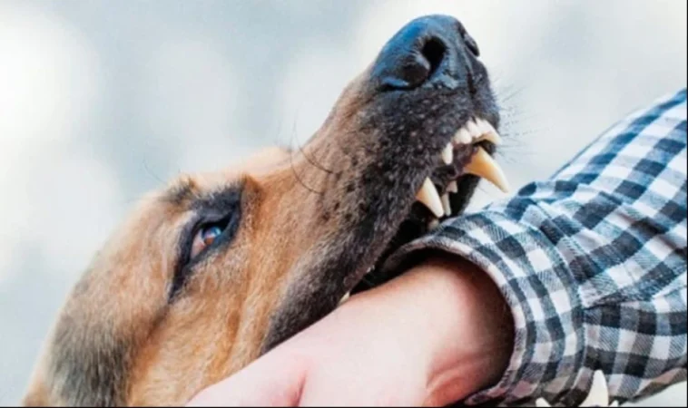 Ակնալիճում 2.5 տարեկան երեխան՝ շան կծելու պատճառով, մահացել է