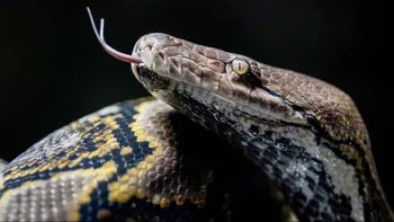 Ինդոնեզիայում պիթոնը կուլ է տվել մի կնոջ