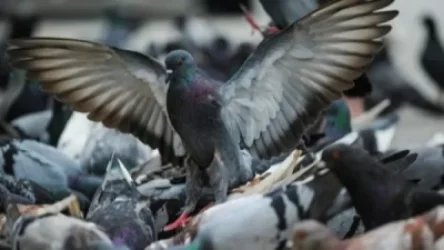 Ադոնցի փողոցում այրվել է 30 աղավնի․ մանրամասներ