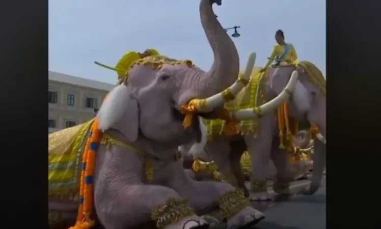 VIDEO: Thai Elephant Dance for New King
