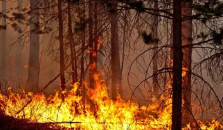 Անտառում խորոված անողները պետք է տարածքը խոտազրկեն. մասնագետը դիմել է ուտել, խմել սիրող ժողովրդին