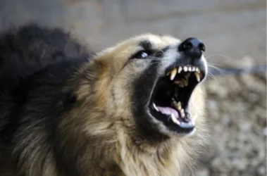 «Գյուղացին, տեսնելով՝ հնար չկա, ձեռքը տարել ու երեխայի գլուխը շան բերանից է հանել»․ վարչական ղեկավար