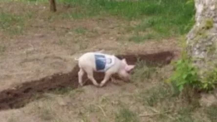 Վահագն Ալեքսանյանը՝ իր նկարով խոզի մասին