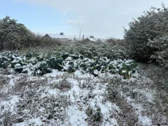 ՏԵՍԱՆՅՈՒԹ․ Ձմեռը սպասվածից շատ շուտ եկավ, իսկ բերքը դեռ չի հավաքվել․ Սոթք