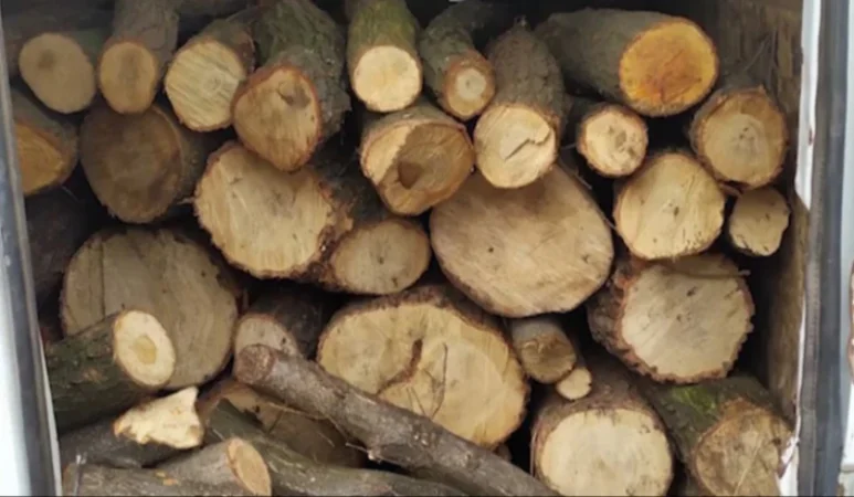 Բացահայտվել է հերթական ծառահատման դեպքը