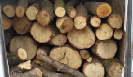 Բացահայտվել է հերթական ծառահատման դեպքը