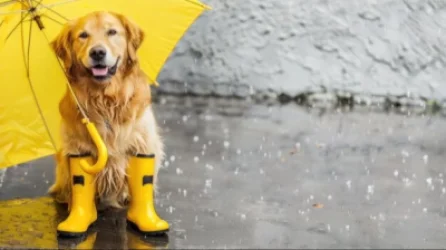 Սպասվում է անձրև և ամպրոպ․ եղանակը ՀՀ-ում