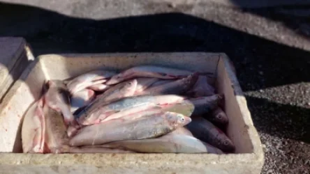 ՏԵՍԱՆՅՈՒԹ․ Ոստիկանները Գորիսում հայտնաբերել են նորատուսցու, ով փորձել է սիգ վաճառել