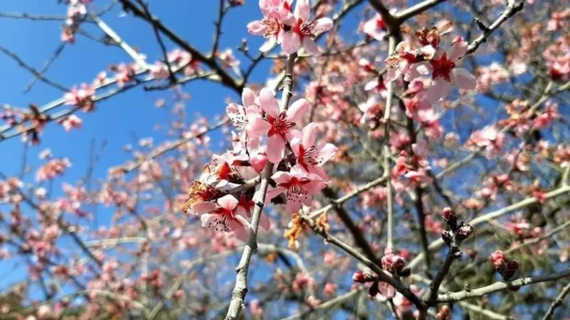 Որքան կբարձրանա օդի ջերմաստիճանը․ եղանակը ՀՀ-ում