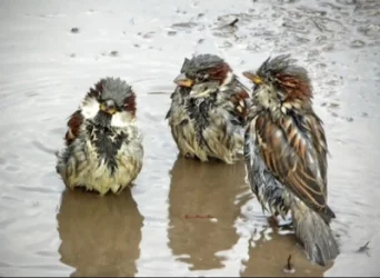 Առաջիկա օրերին սպասվում է անձրև ու օդի ջերմաստիճանի նվազում