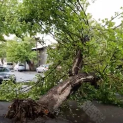 Ծառն արմատախիլ է եղել և երկկողմանի փակել ավտոճանապարհը․ ՆԳՆ