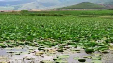 Ջրաշուշանների լճի մոտ վաճառում են կարմիր գրքում գրանցված ծաղիկը․ ՇՄՆ